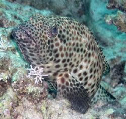 Grouper taken in Nabq park with Nikon Coolpix 4300. by Nikki Van Veelen 